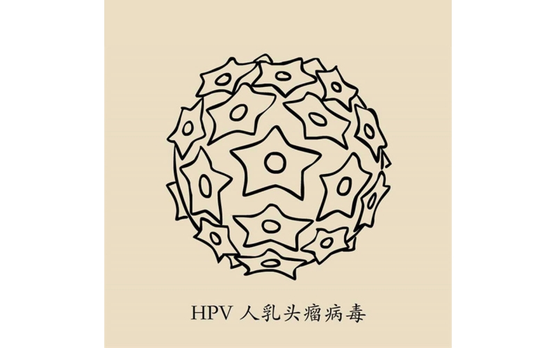 HPV阳性就会得宫颈癌？二四九价疫苗有啥区别？
