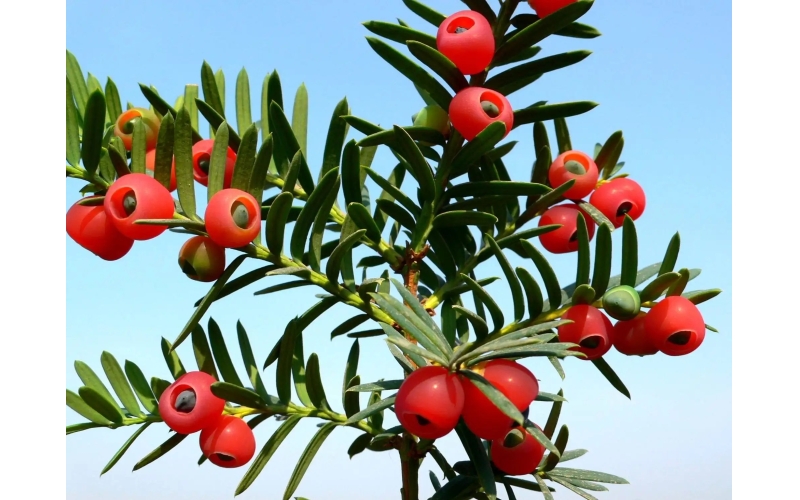 【专家】红豆杉、龙葵果等“网红”抗癌中药真的有效吗？