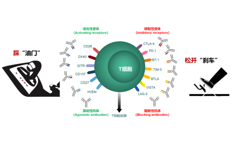 【免疫】一文读懂PD-L1和PD-1的区别